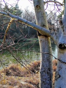 drzewo nad jeziorkiem - masza grander kogel mogel blog